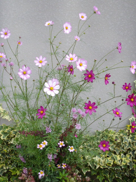 コスモス ピコティの花いっぱい寄せ植え マーガレットクラブ