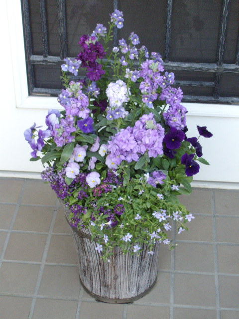 ブルー系の花 寄せ植え２鉢 飾ります マーガレットクラブ