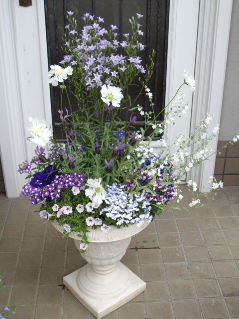 涼しそう ホワイト ブルーの花いっぱい寄せ植え ２鉢 マーガレットクラブ