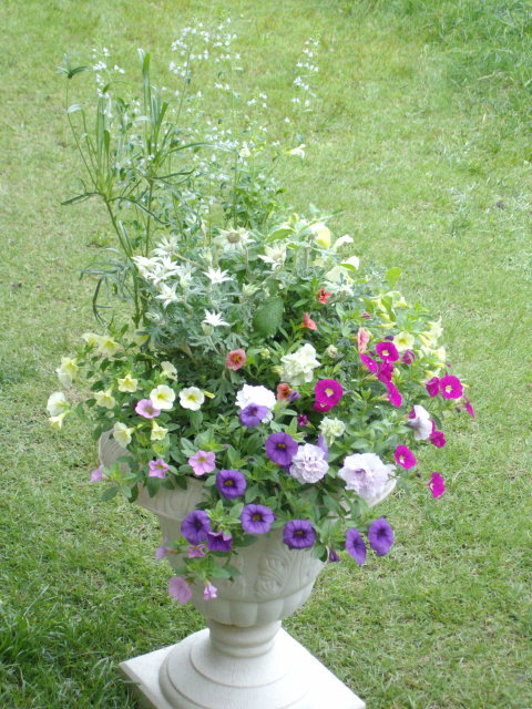 八重ペチュニアとカリブラコアの花いっぱい寄せ植え: マーガレットクラブ