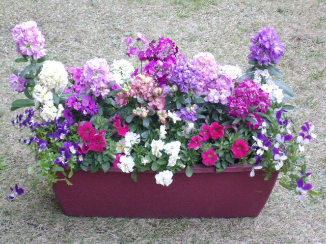 冬花寄せ植え２つ 元気に咲いてくれました マーガレットクラブ