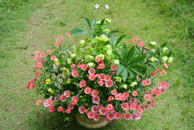 マーガレット モリンバの花いっぱい寄せ植え マーガレットクラブ