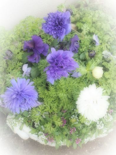 アネモネ寄せ植え２種類 マーガレットクラブ