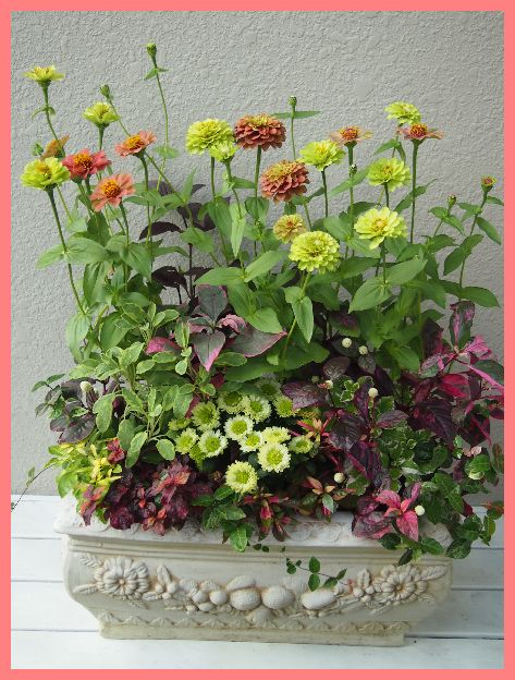 可愛い秋の花いっぱい寄せ植え マーガレットクラブ